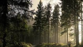 ЗАО «Шуялес»