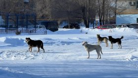 Порядок предотвращения причинения животными  без владельцев вреда жизни или здоровью граждан на территории Республики Карелия