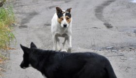 Республиканский центр ветеринарии и консультирования» информирует